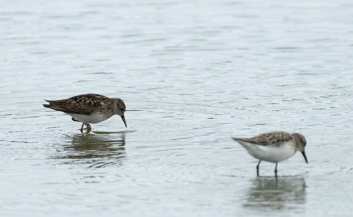 Least Sandpiper - ML646367667