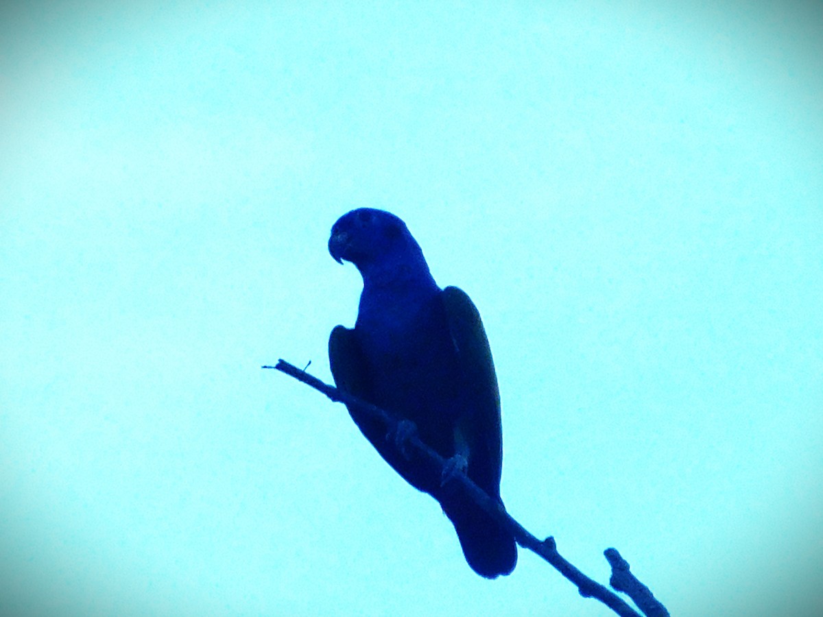 Blue-headed Parrot - ML646367670