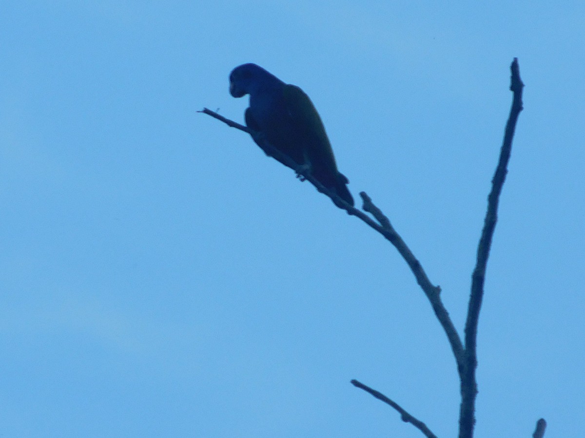 Blue-headed Parrot - ML646367671