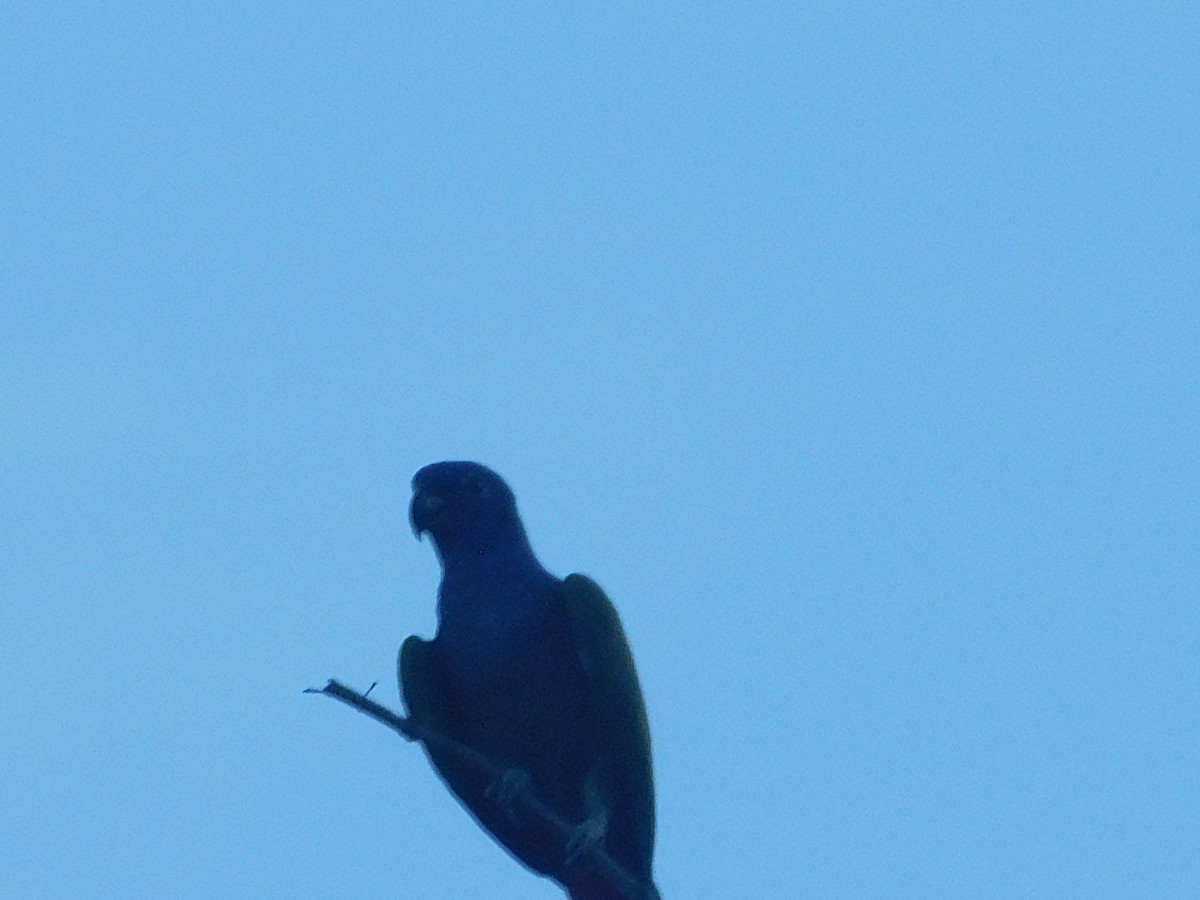 Blue-headed Parrot - ML646367672