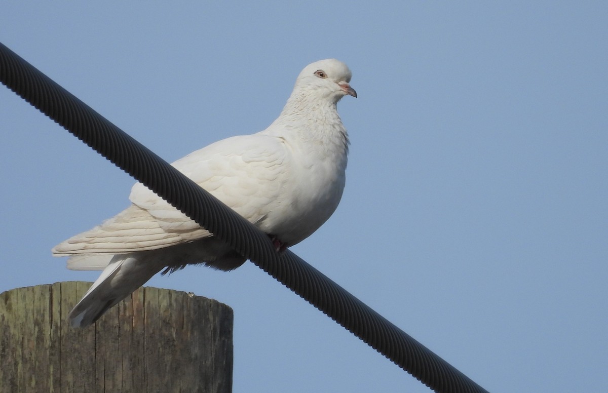 יונת בית - ML646367674