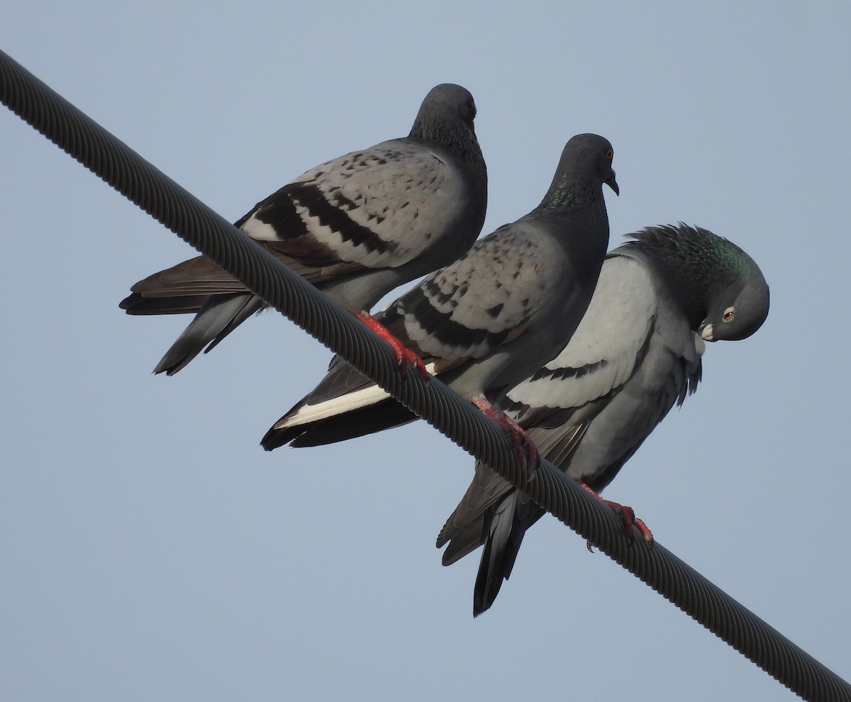 יונת בית - ML646367675