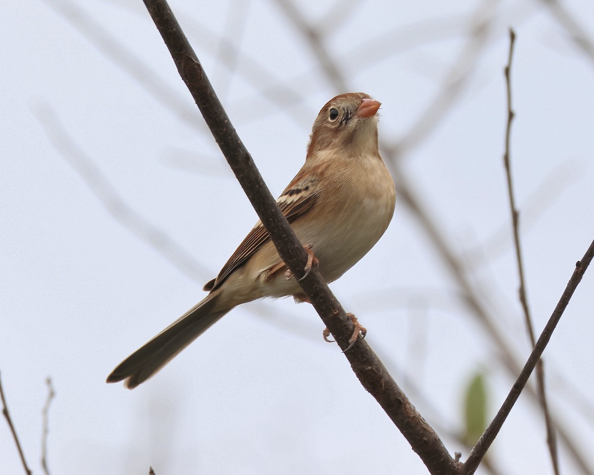Field Sparrow - ML646367676