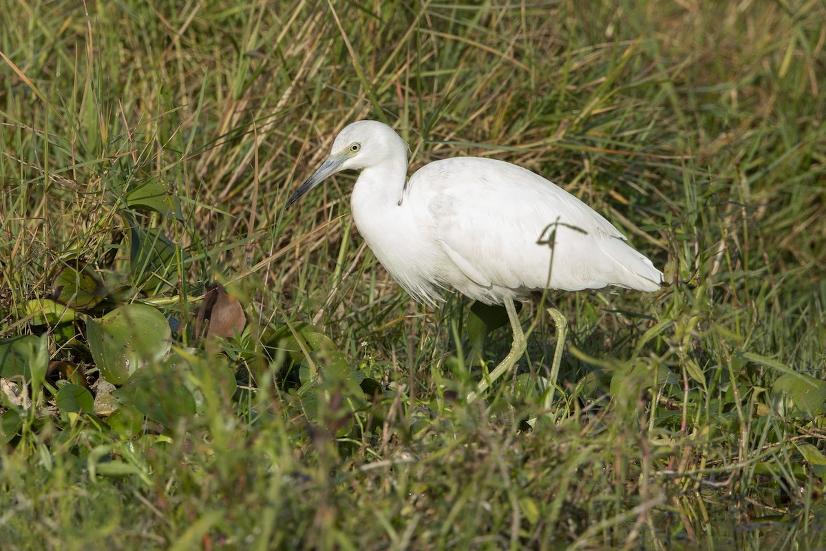 Little Blue Heron - ML646367677