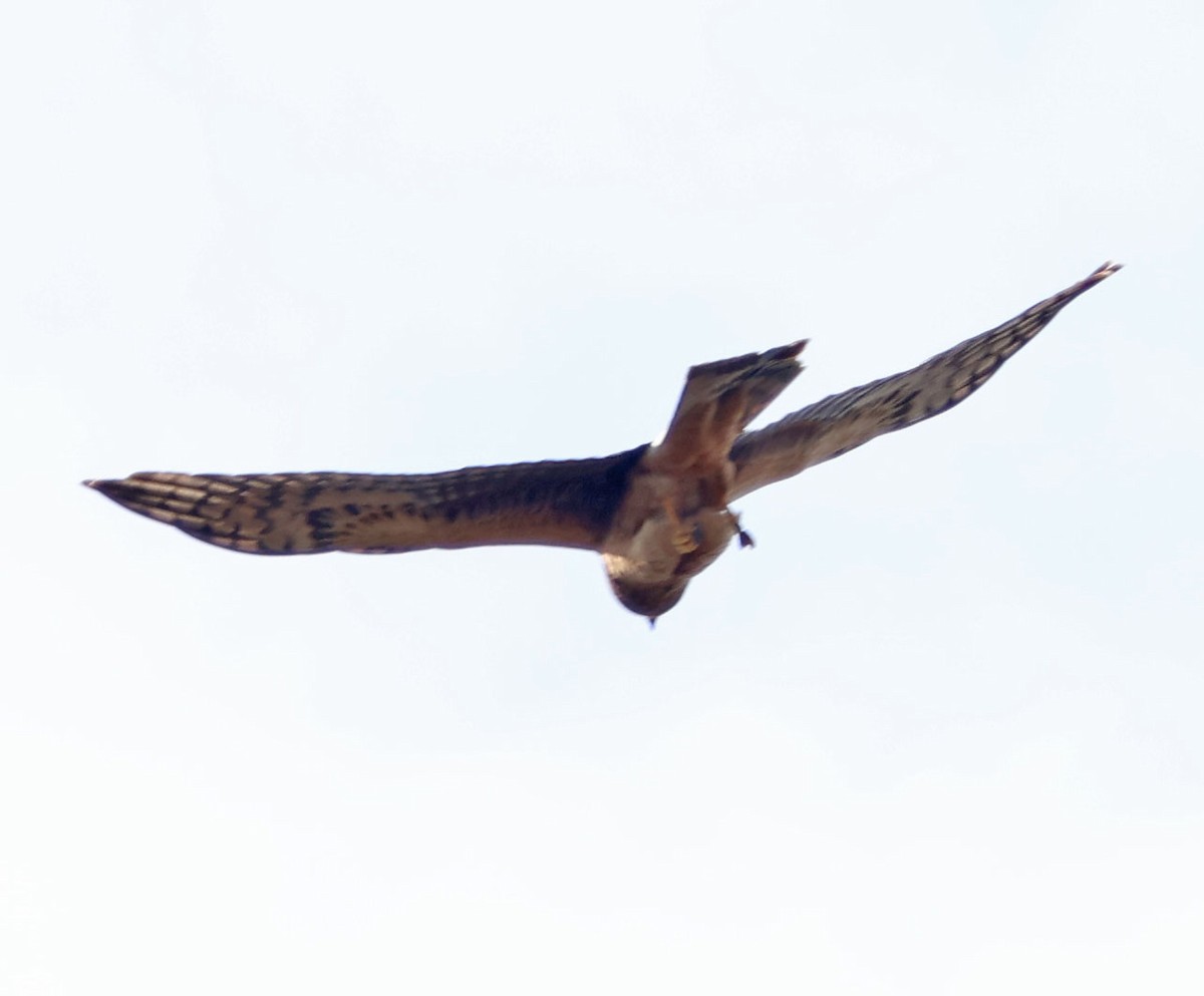 moták severoamerický - ML646367680