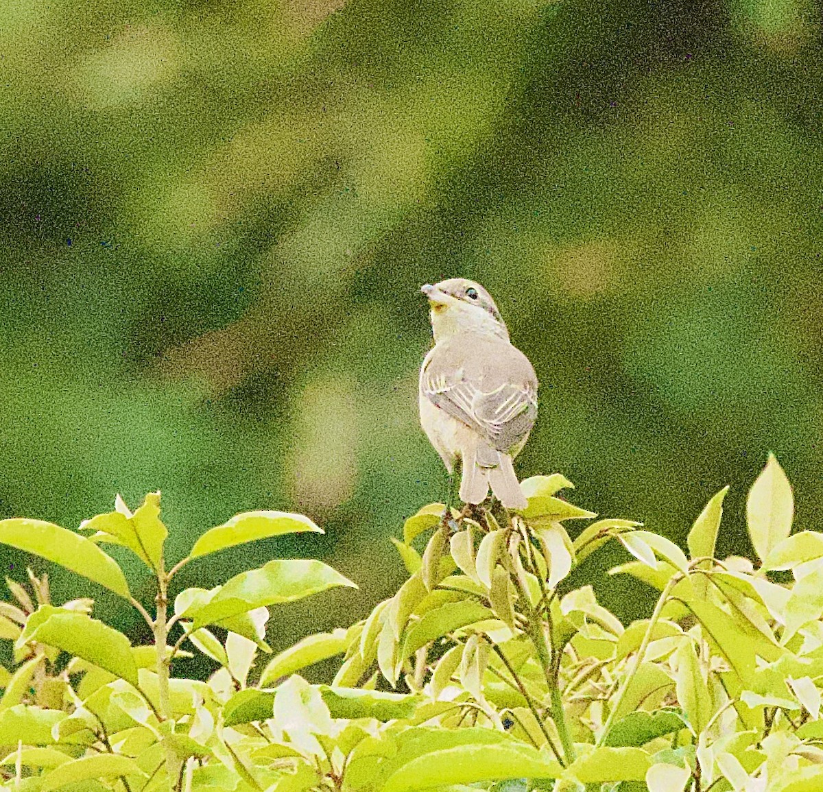 Prinia Sencilla - ML646367681