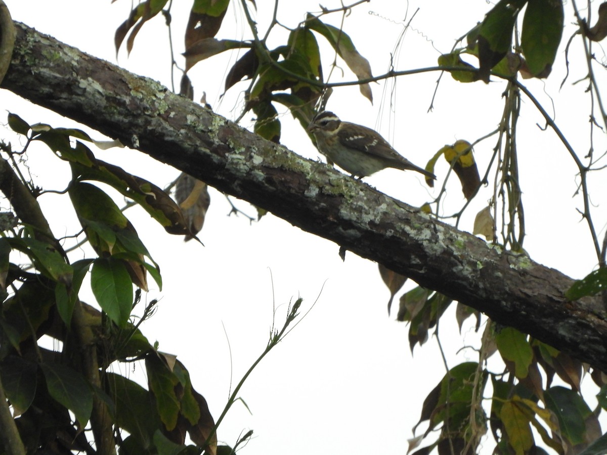 Розовогрудый толстонос - ML646367682