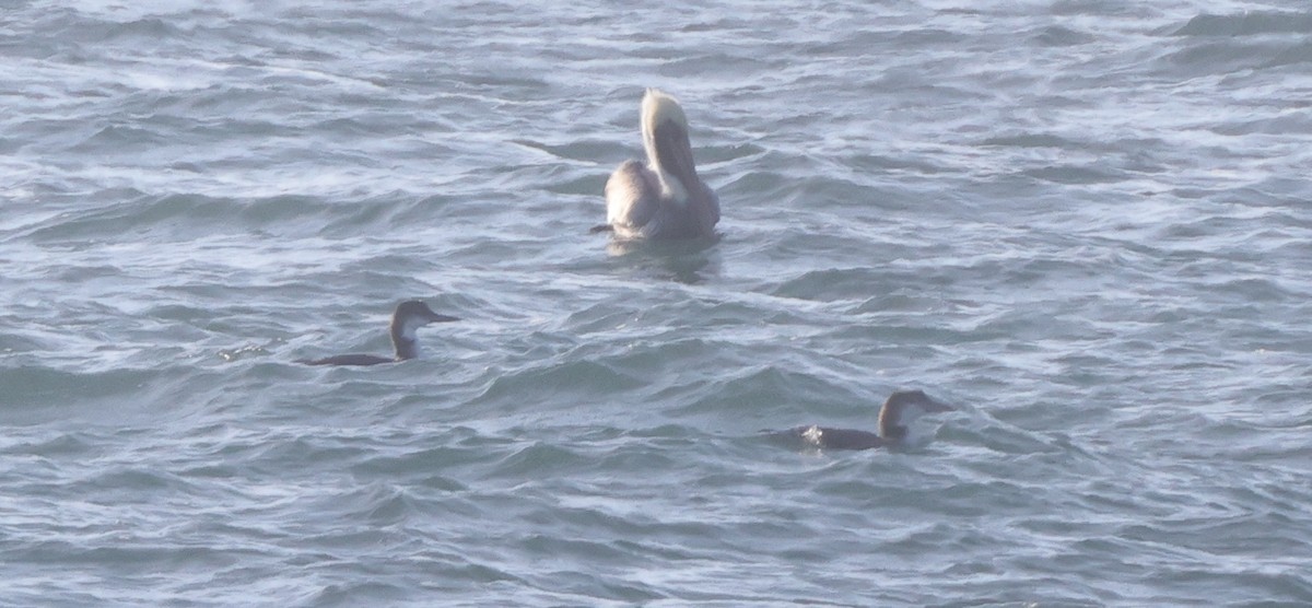 Common Loon - ML646367683