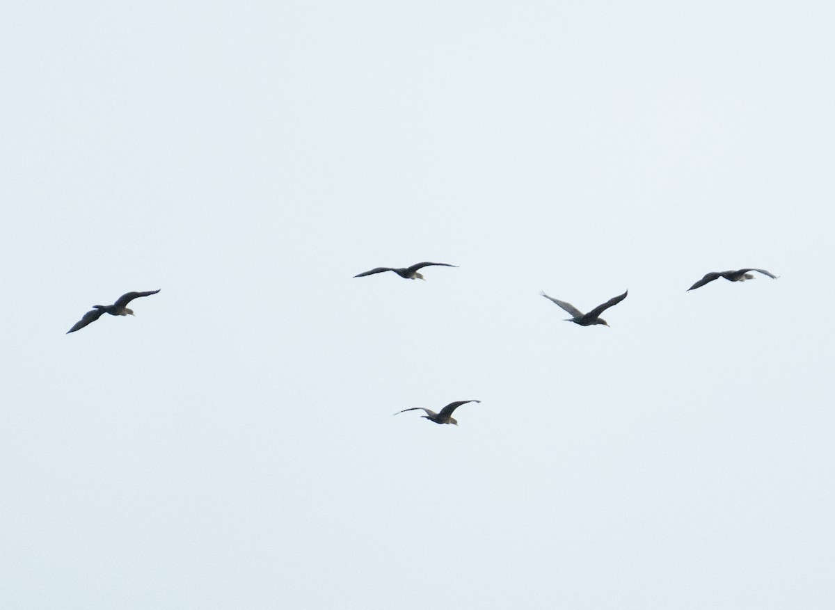 totoppskarv - ML646367685