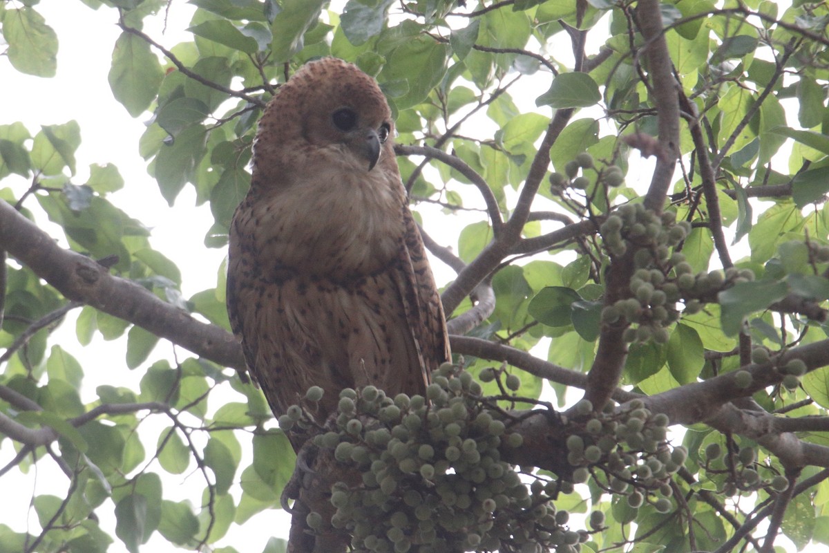 Pel's Fishing-Owl - ML646367686