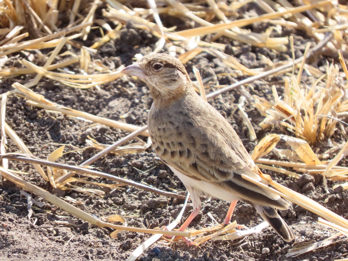 Braunscheitellerche - ML646367687