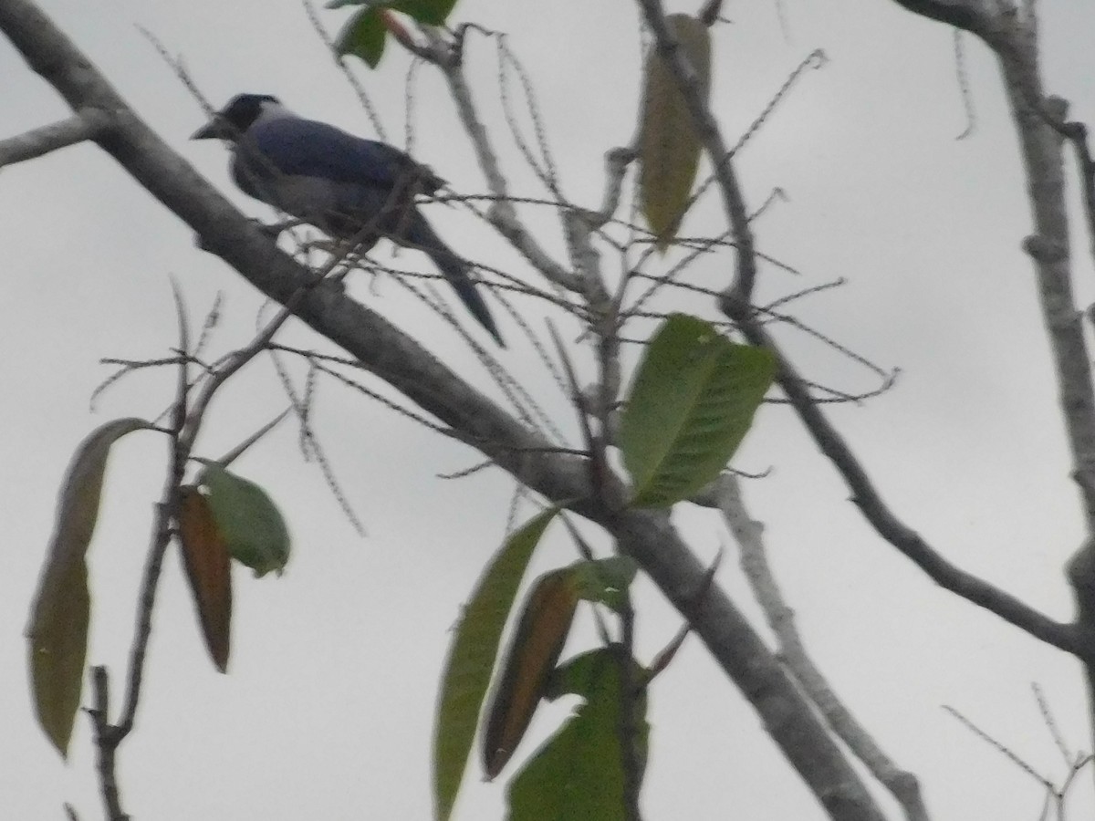 Violaceous Jay - ML646367688