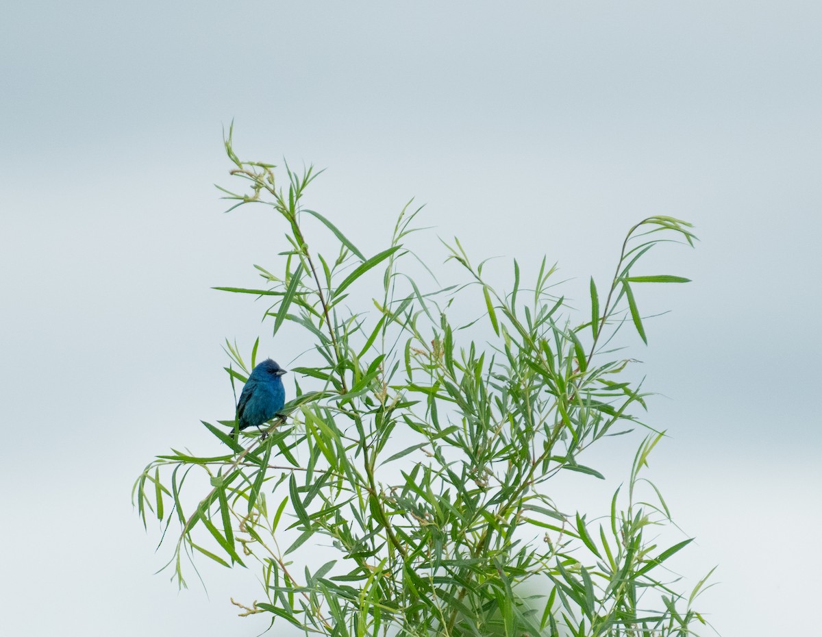 Indigo Bunting - ML646367689