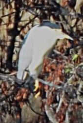 Black-crowned Night Heron - ML646367690