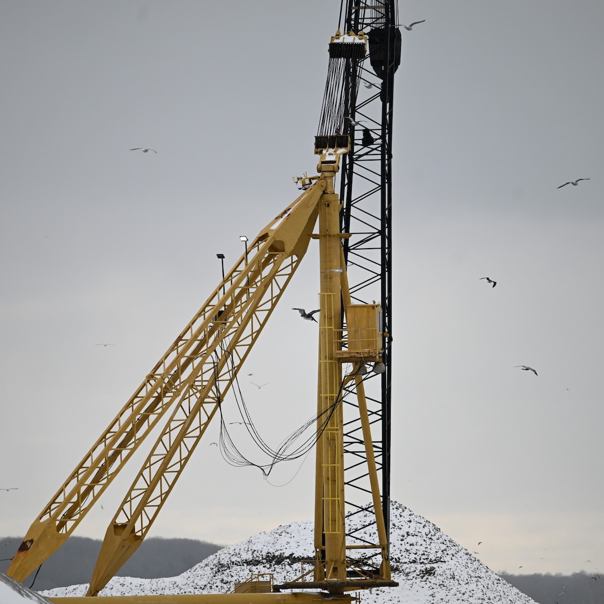 Brown Pelican - ML646367694