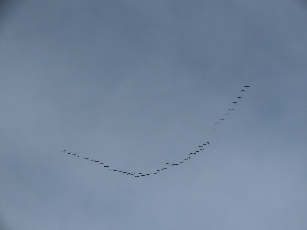 Zwergschwan - ML646367698