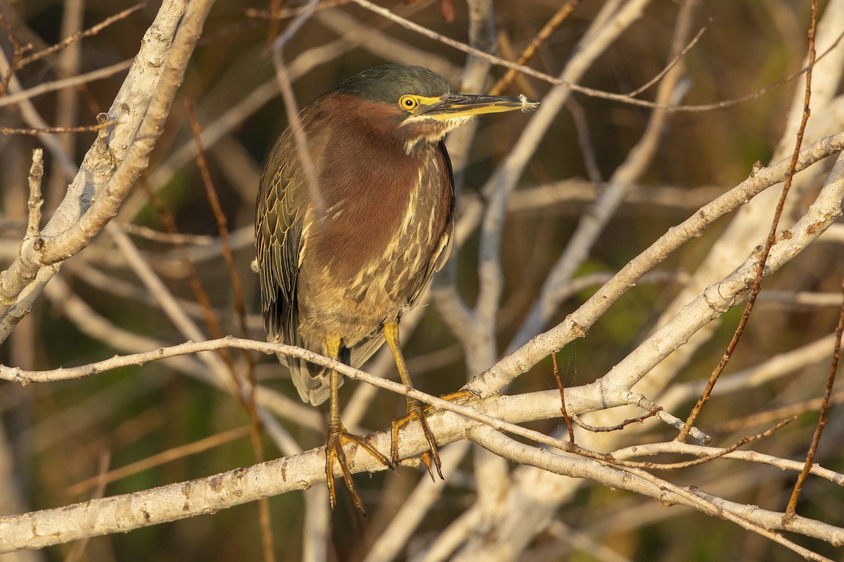 Grünreiher - ML646367699