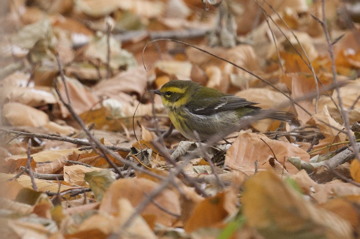 Townsendwaldsänger - ML646367701