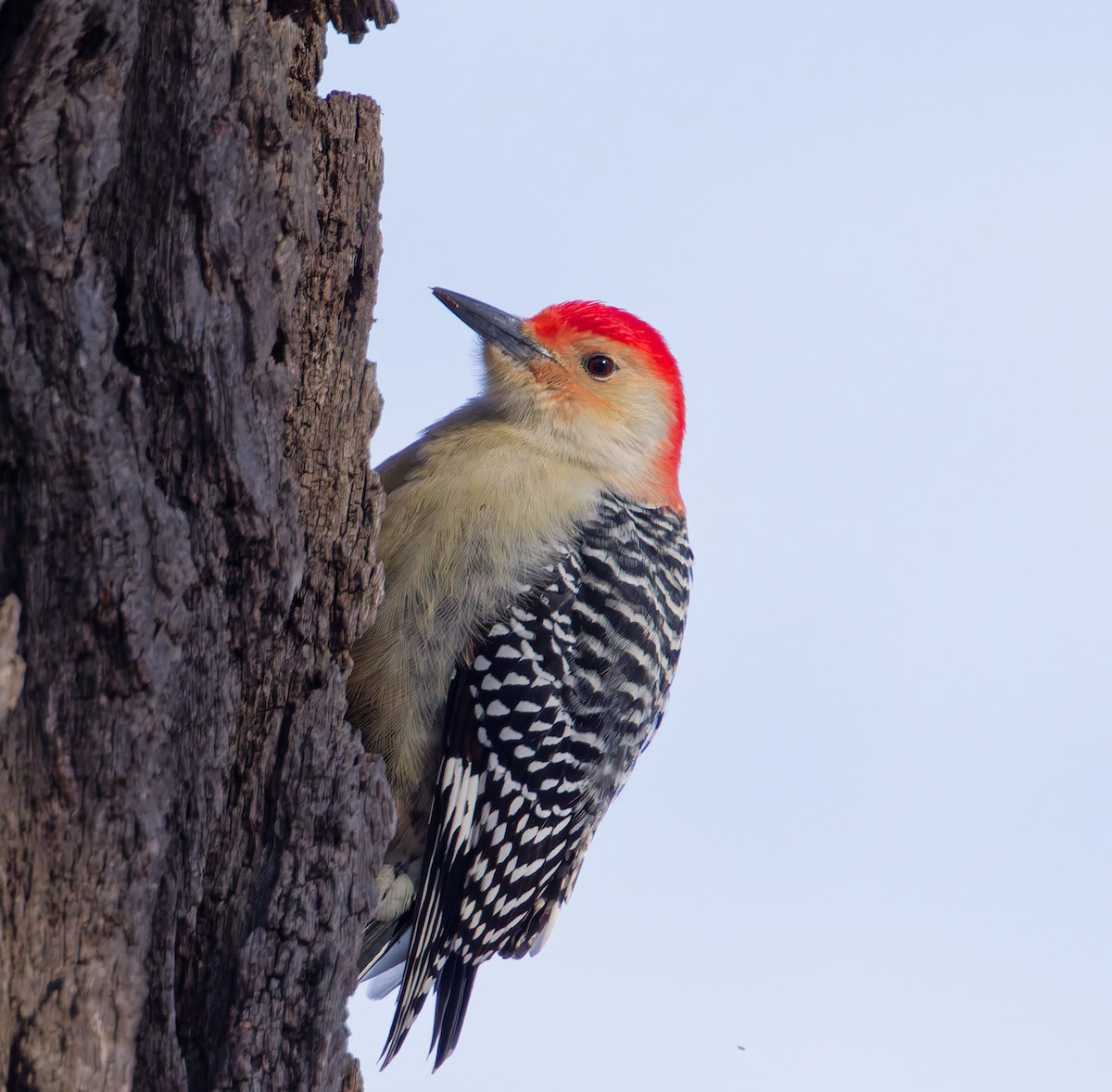 Carolinaspecht - ML646367703