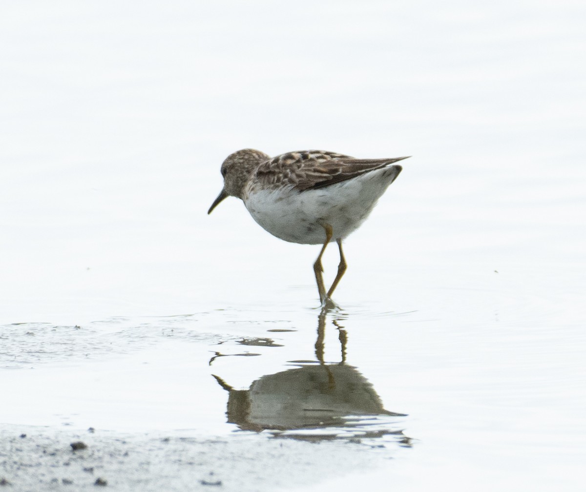Wiesenstrandläufer - ML646367705