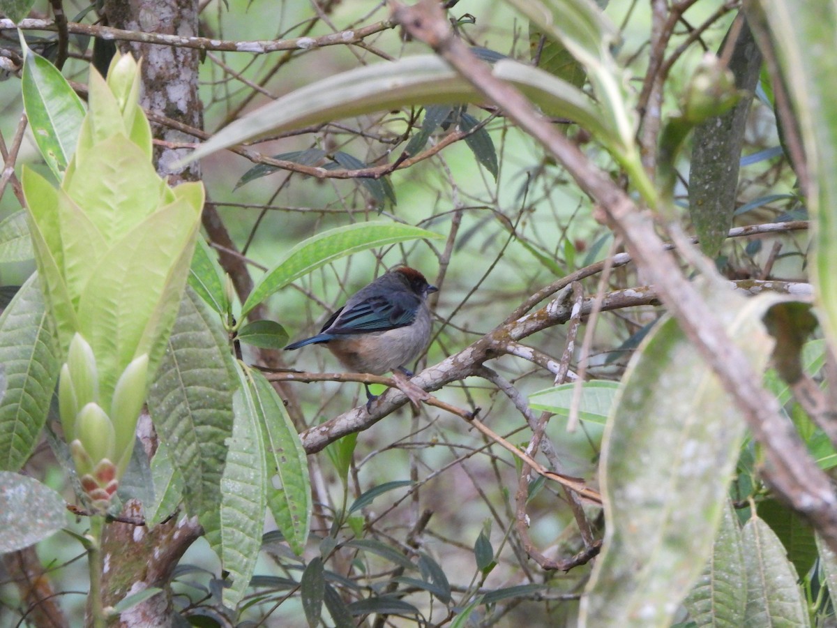 Rotscheiteltangare - ML646367706