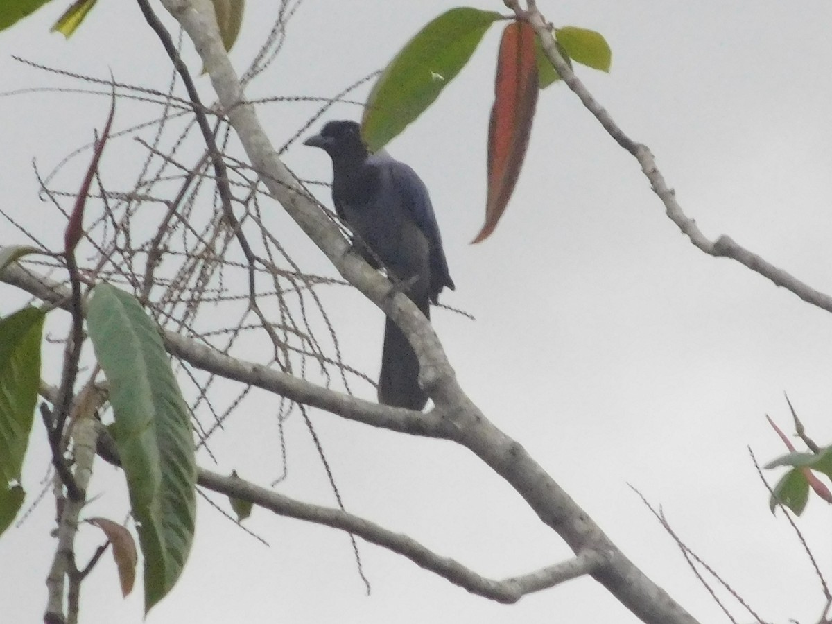 Hyazinthblaurabe - ML646367707