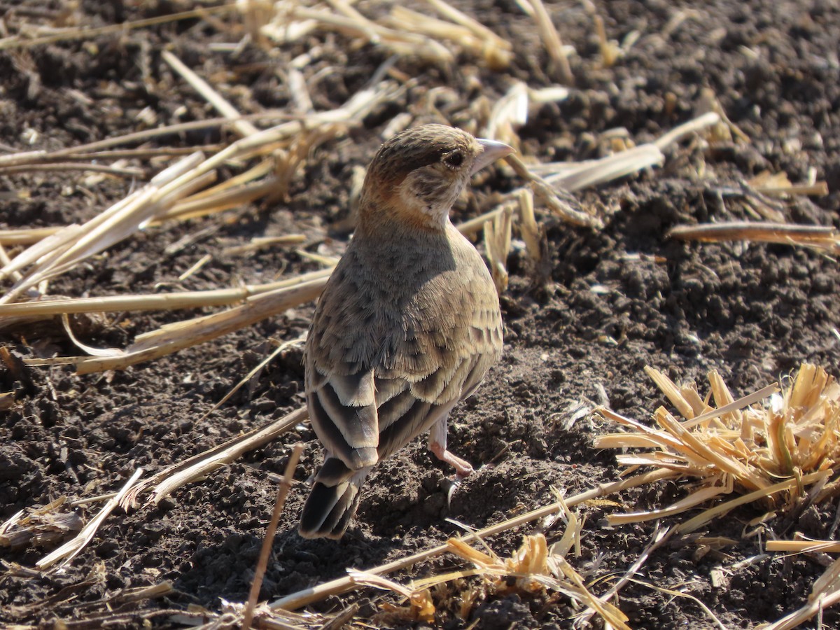 Braunscheitellerche - ML646367708