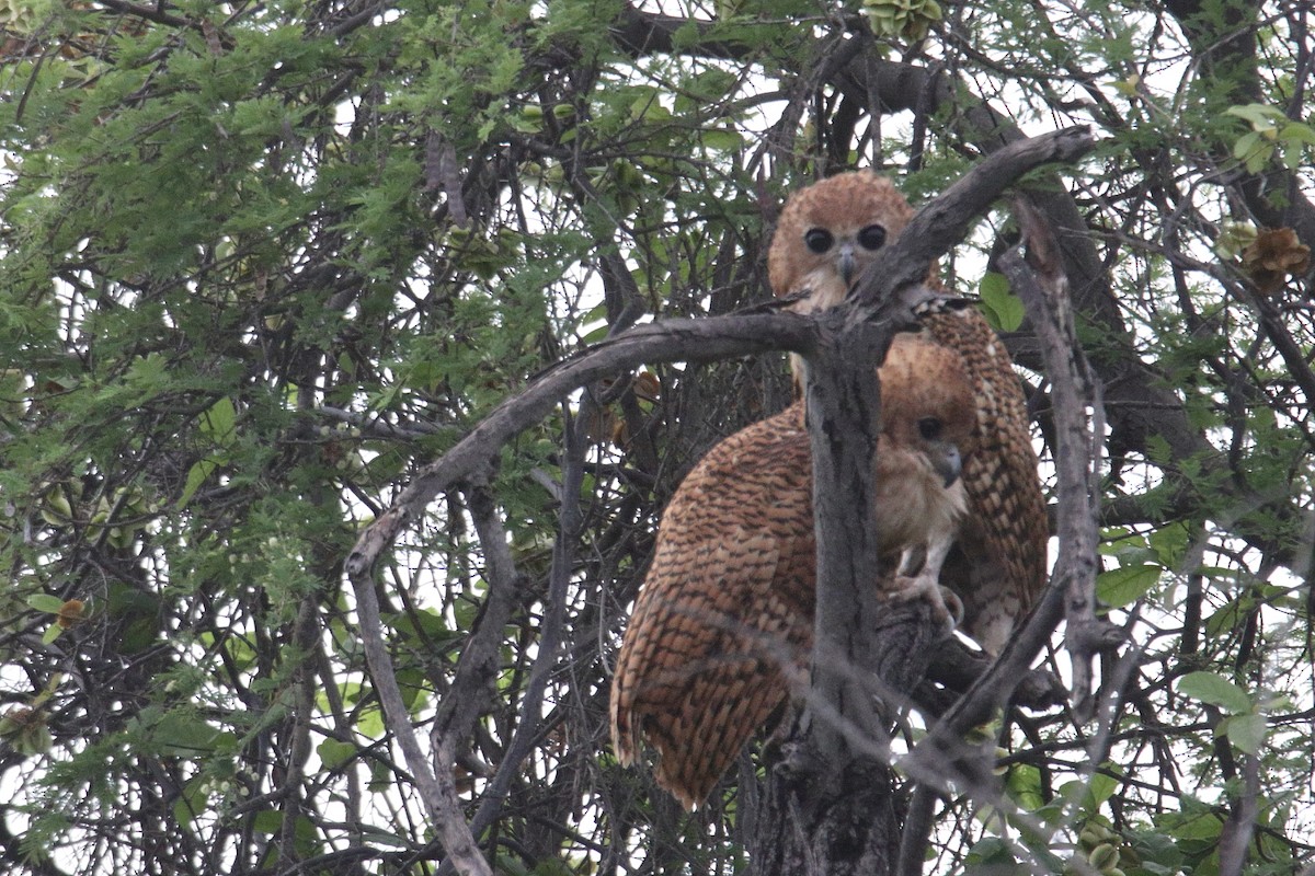 Bindenfischeule - ML646367709