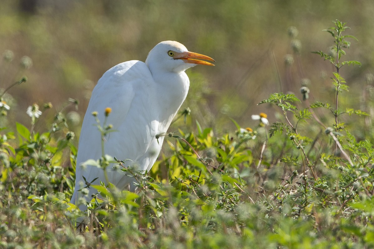 Kuhreiher - ML646367710