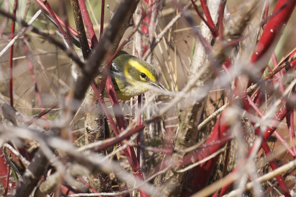 Townsendwaldsänger - ML646367711