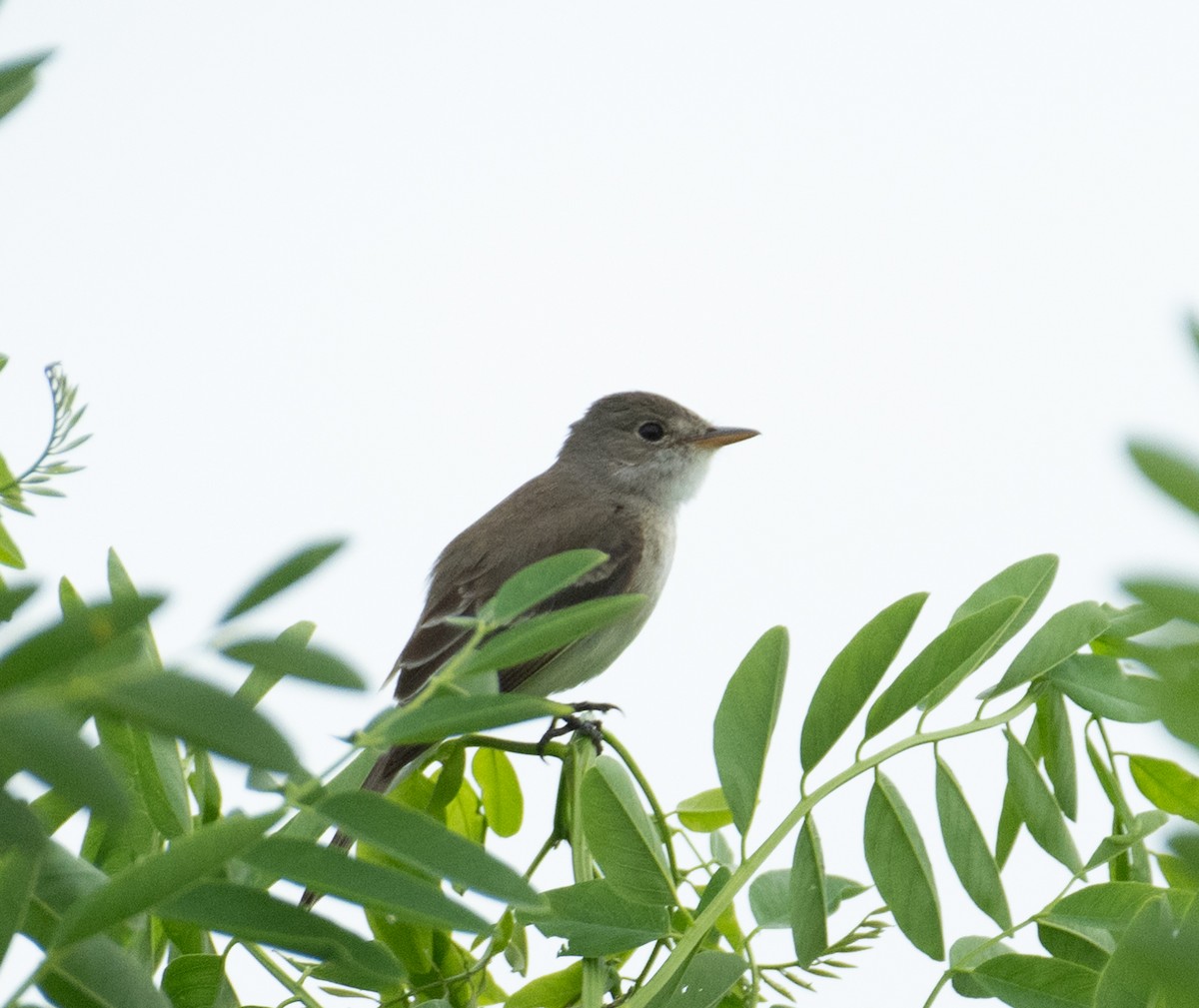 Weidenschnäppertyrann - ML646367712