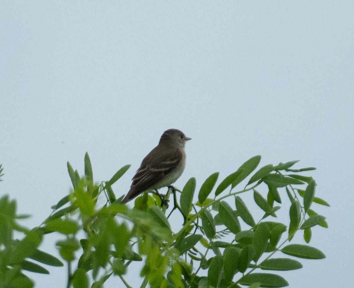 Weidenschnäppertyrann - ML646367713