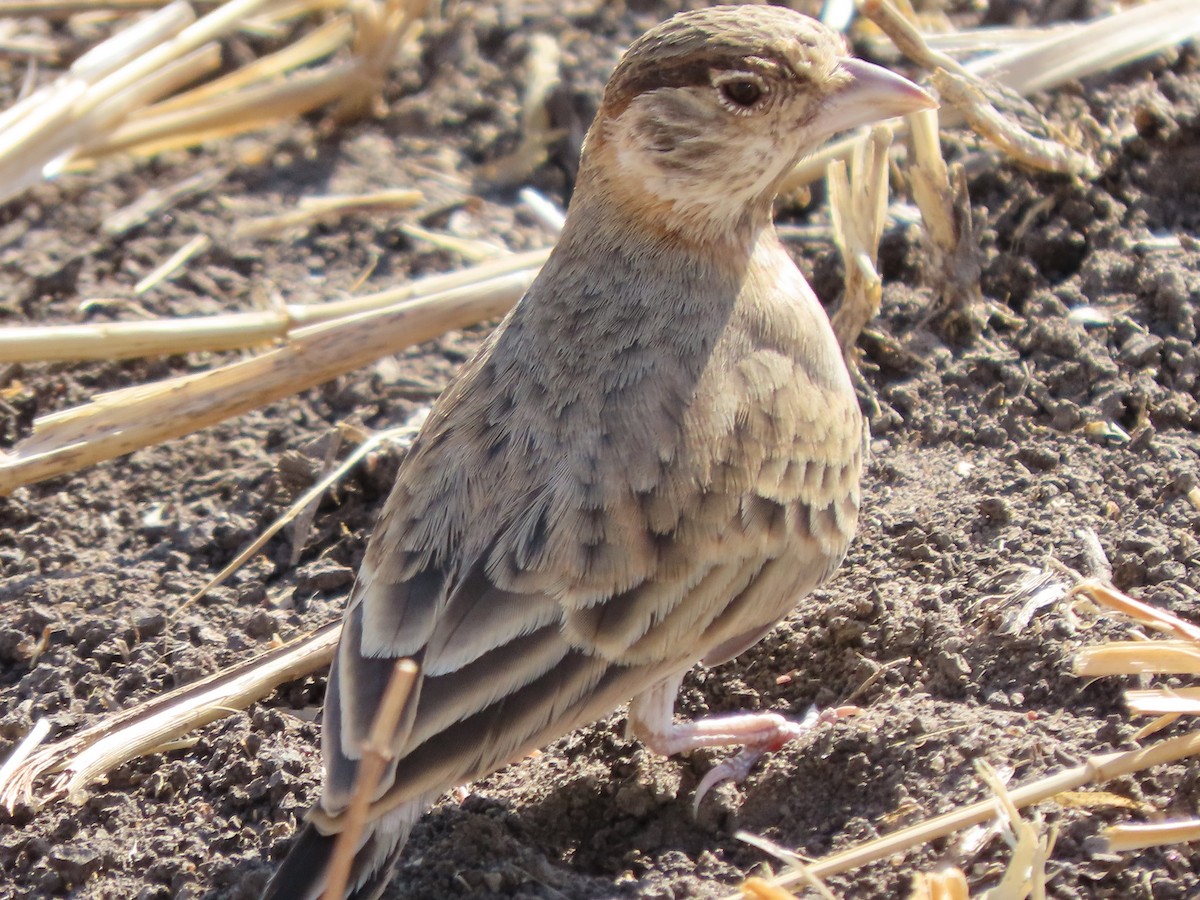 Braunscheitellerche - ML646367714