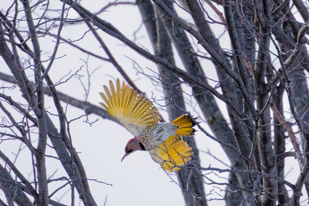 Goldspecht - ML646367715