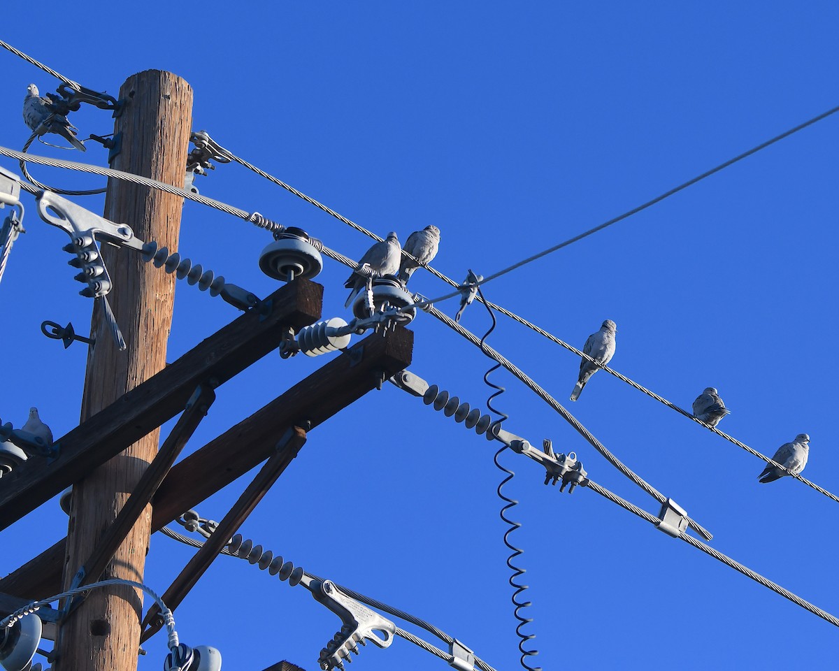 Türkentaube - ML646367716