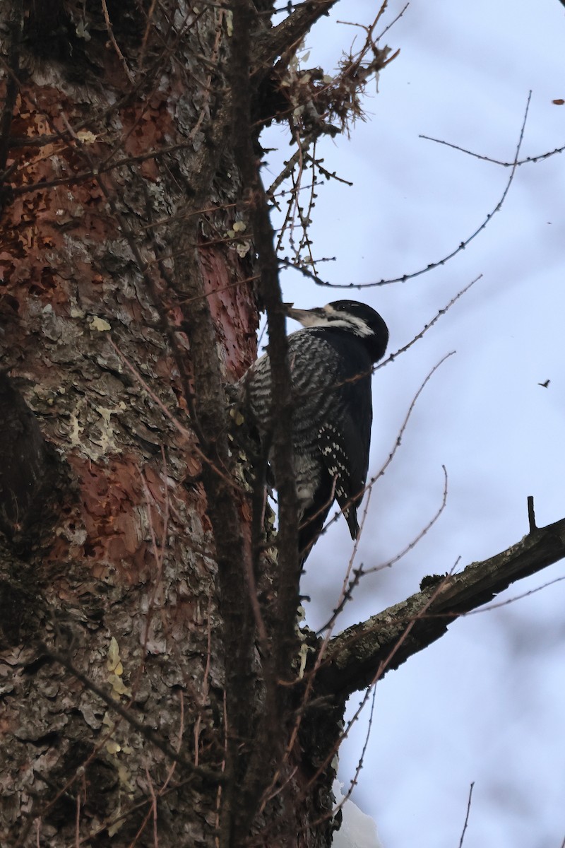 Fichtenspecht - ML646367717