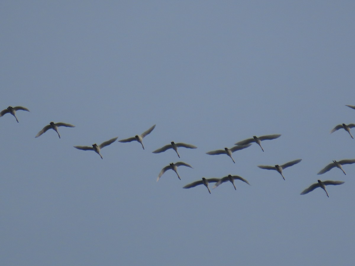 Zwergschwan - ML646367718