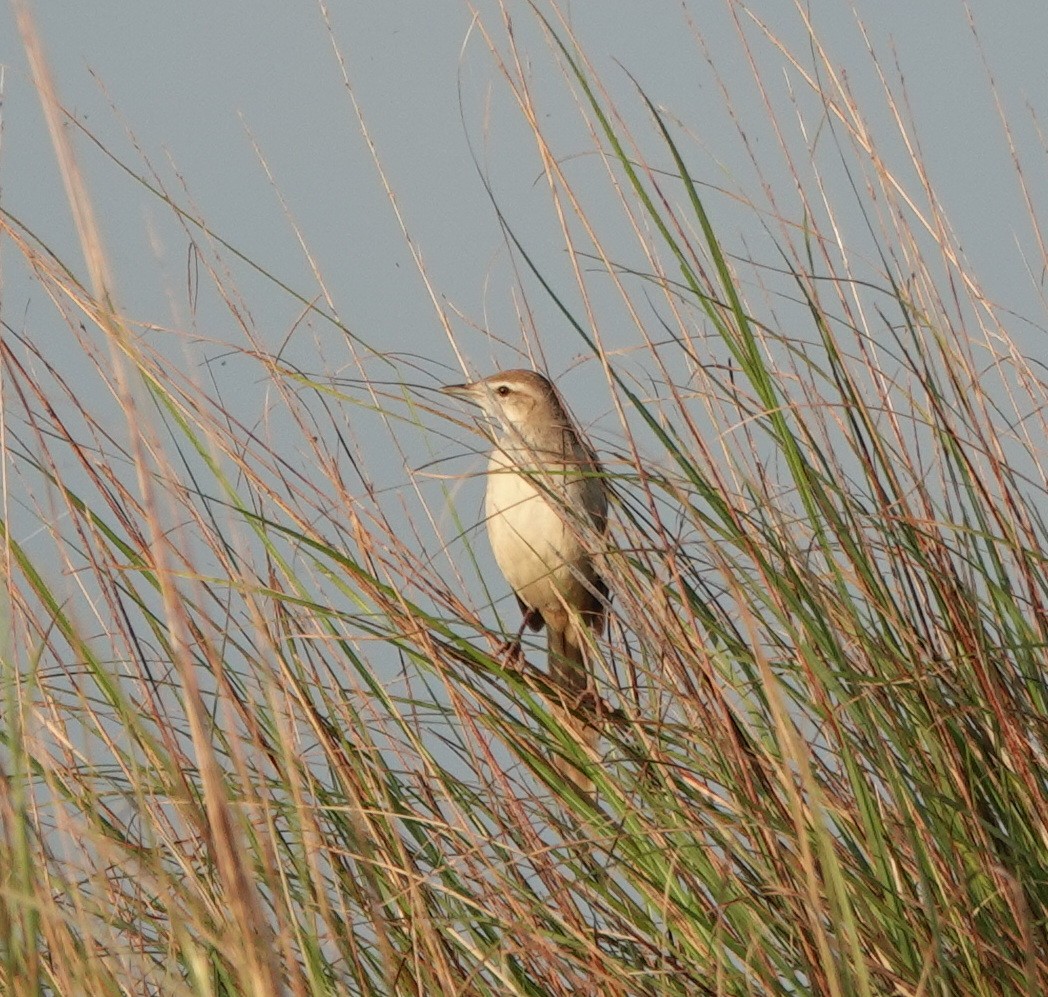 Streifenbuschsänger - ML646367719