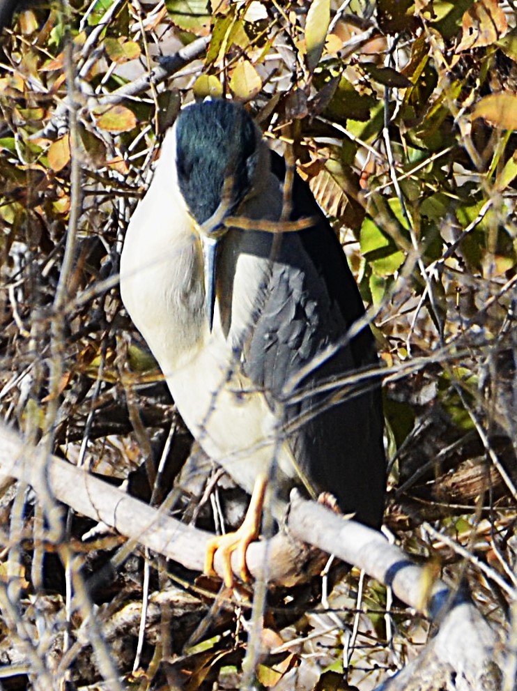 Nachtreiher - ML646367720