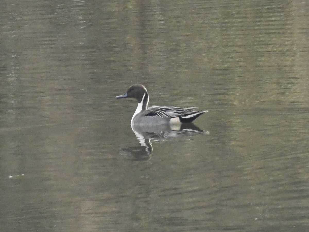 Spießente - ML646367721