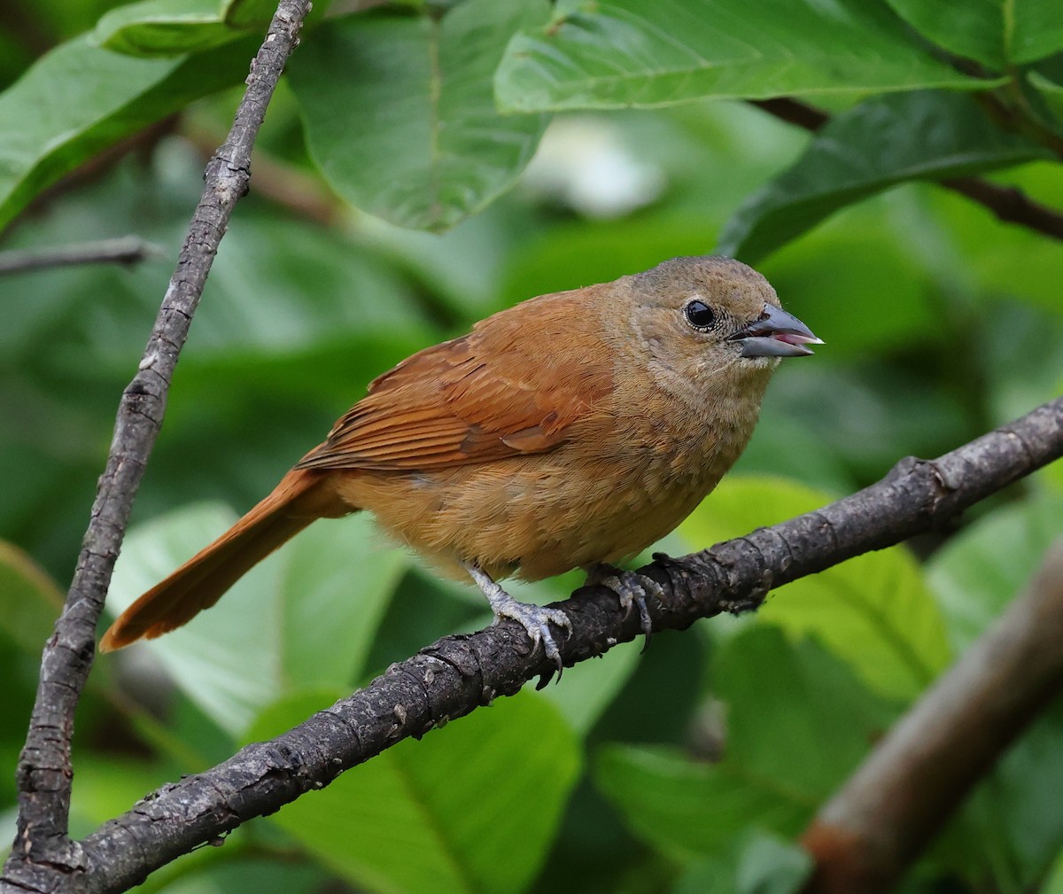 Kronentangare - ML646367722