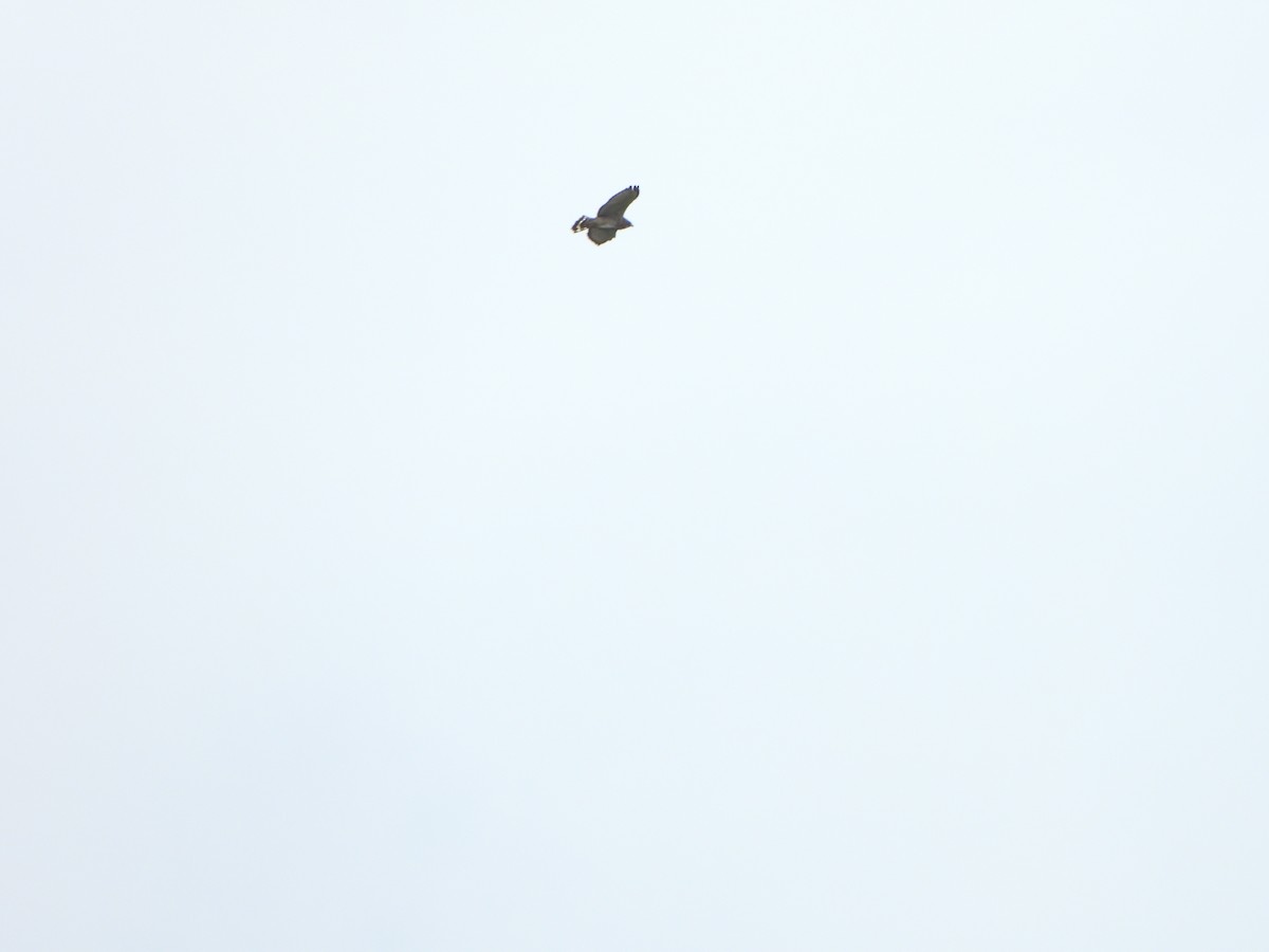 Broad-winged Hawk - ML646367723