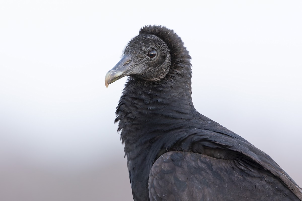 Black Vulture - ML646367726