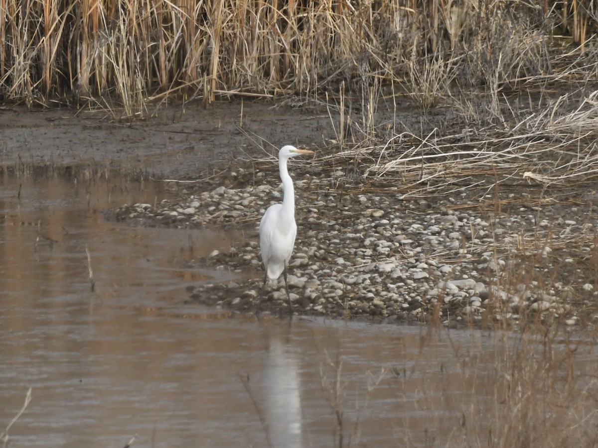Great Egret - ML646367728