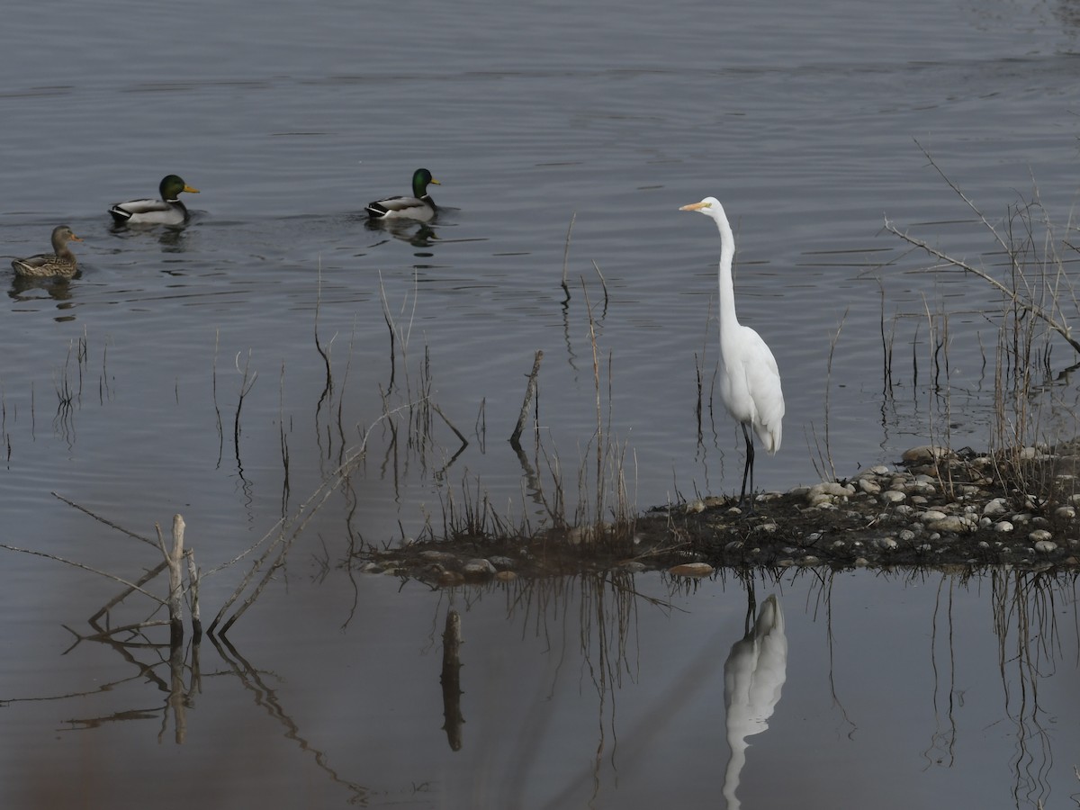 Great Egret - ML646367729