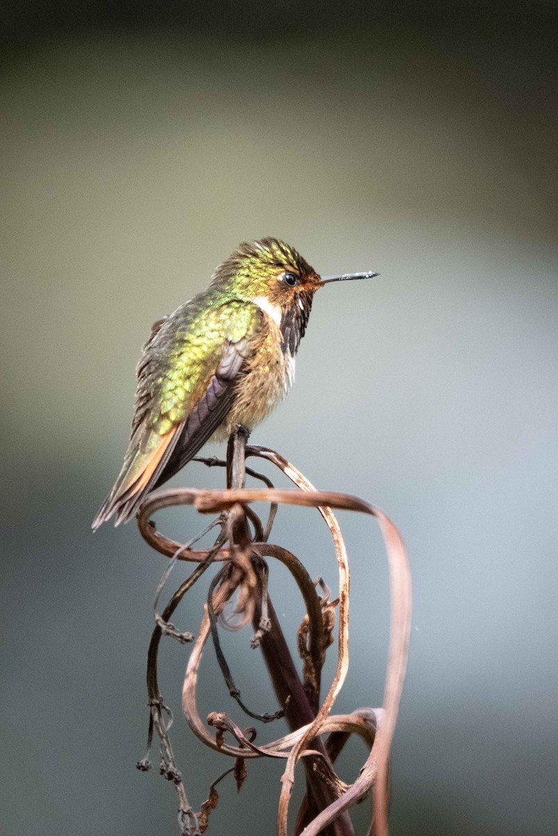 Scintillant Hummingbird - ML646367731