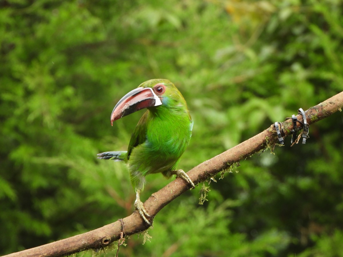 Crimson-rumped Toucanet - ML646367732
