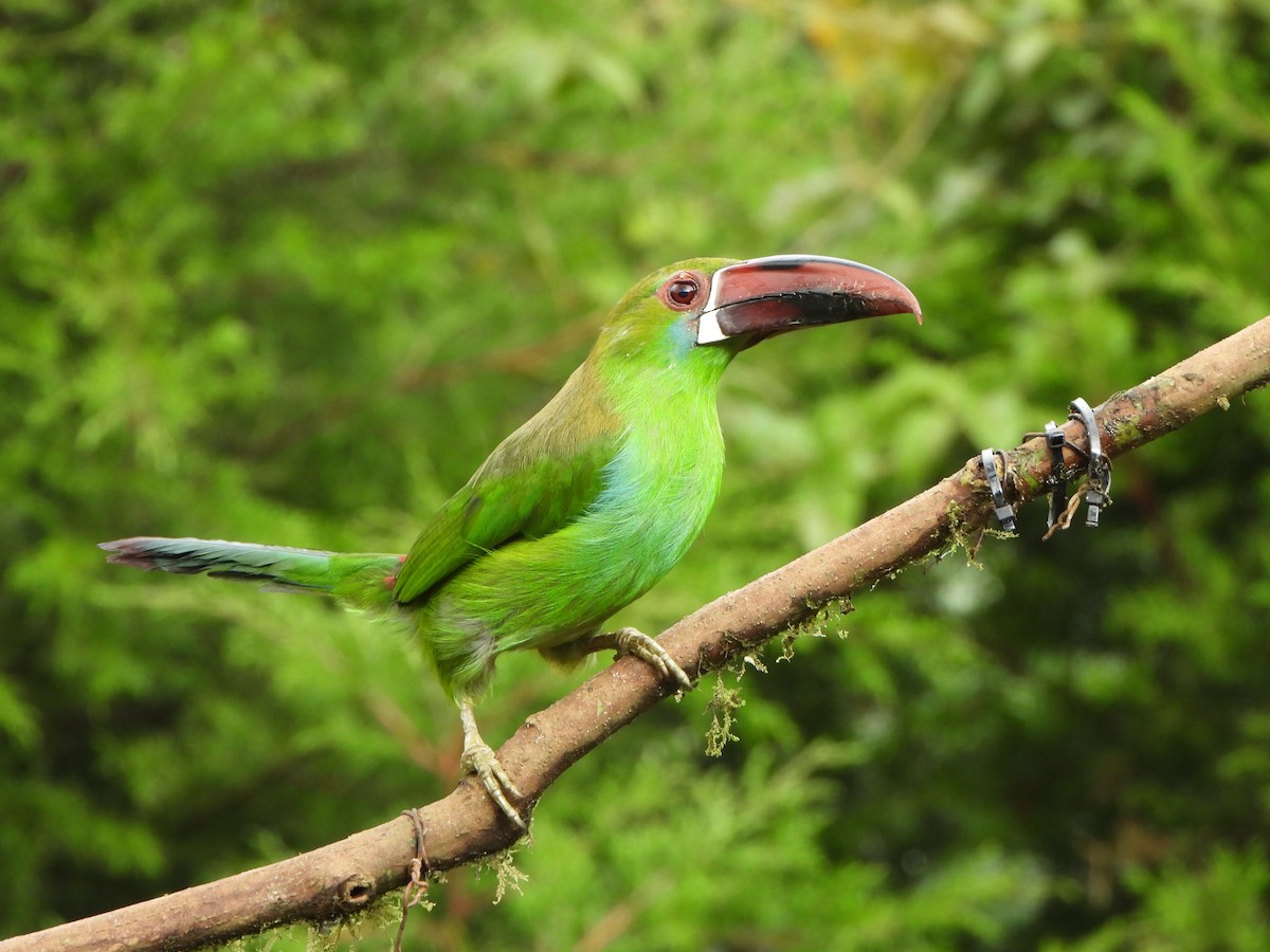 Crimson-rumped Toucanet - ML646367733
