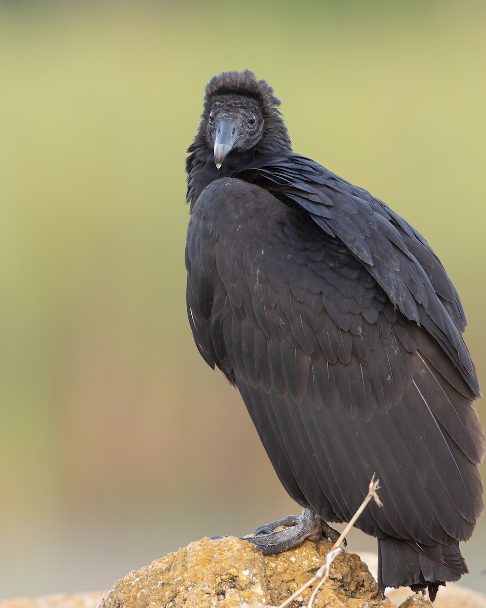 Black Vulture - ML646367734
