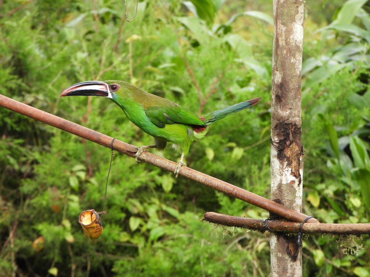 Crimson-rumped Toucanet - ML646367735
